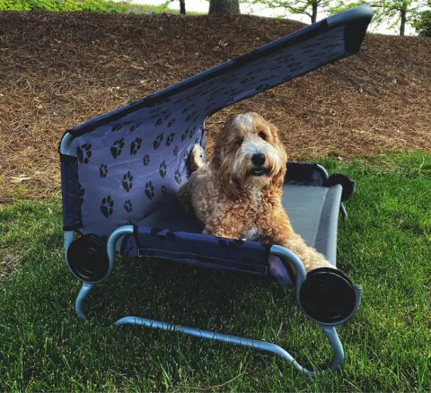 Cama de perro