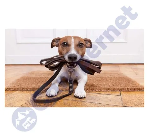 Correa para collar.